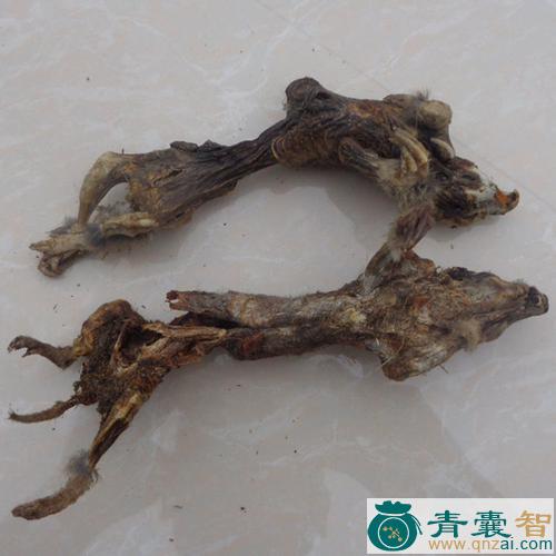 中药材瞎摸鼠子图片