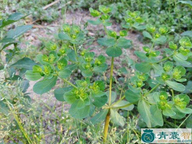 中药材瞎眼草图片