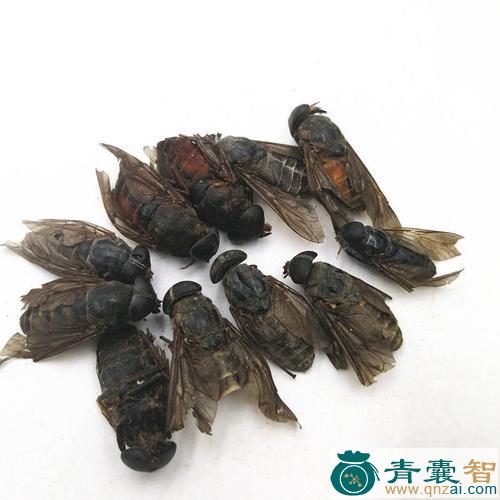 中药材瞎虻虫图片