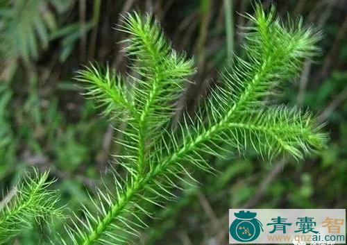 中药材短冠草图片
