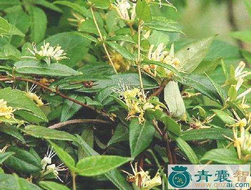 中药材短柄忍冬图片