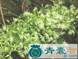 中药材短瓣花图片