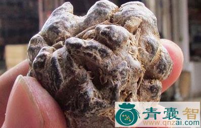 中药材矮人陀图片