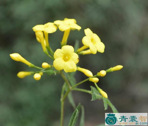 中药材矮探春图片