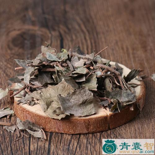 中药材矮樟图片
