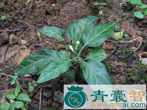中药材矮童子图片