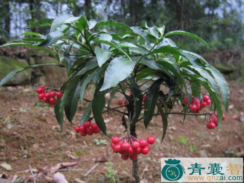 中药材矮红图片