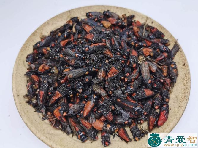 中药材矮红子图片