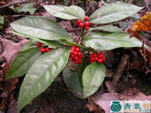 中药材矮茎朱砂根图片