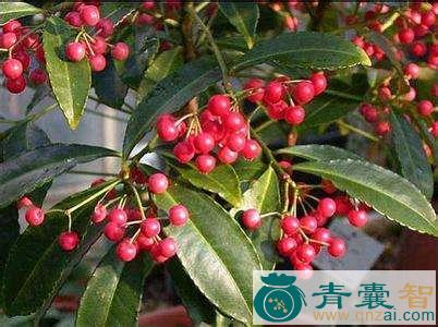 中药材矮郎伞图片