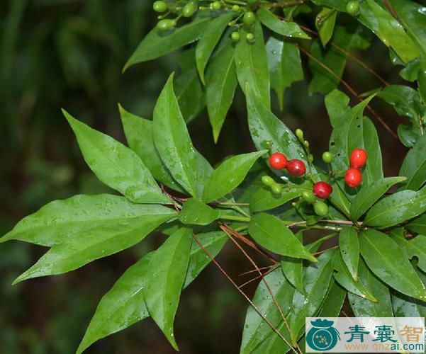 中药材矮青木图片