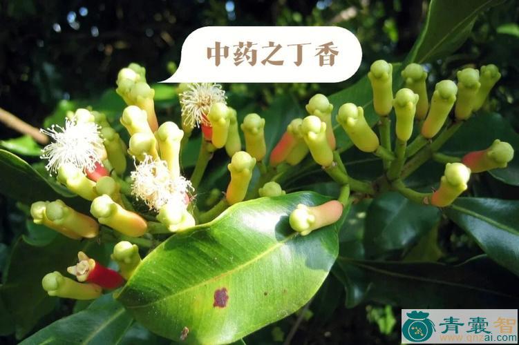 中药材石丁香图片