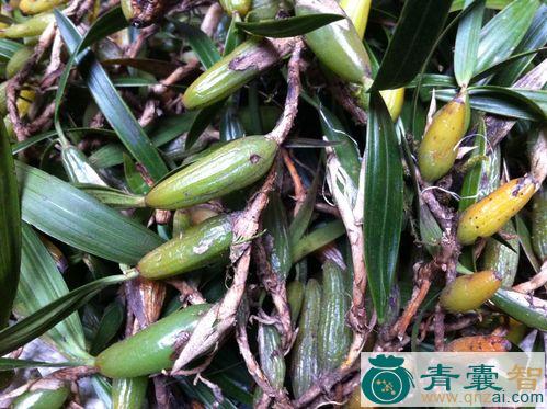 石上仙桃的性状性味归经以及功效用法-青囊智