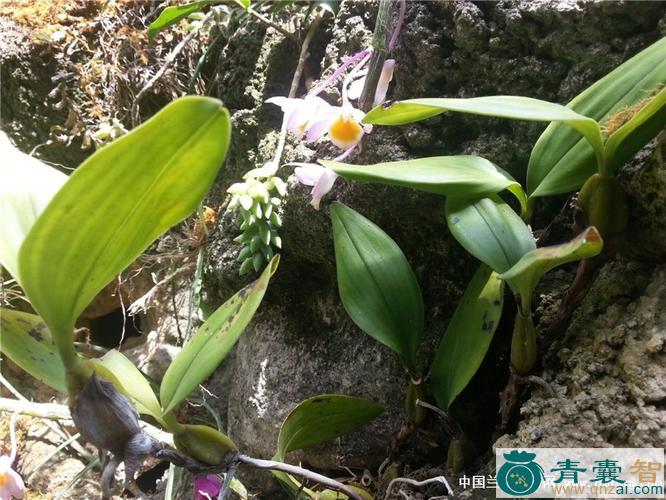 中药材石上香图片