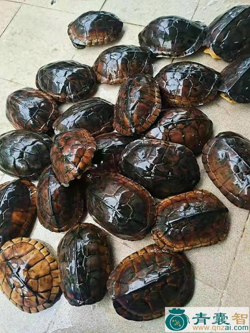中药材石下龟图片
