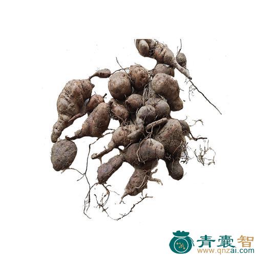 中药材石丝线图片