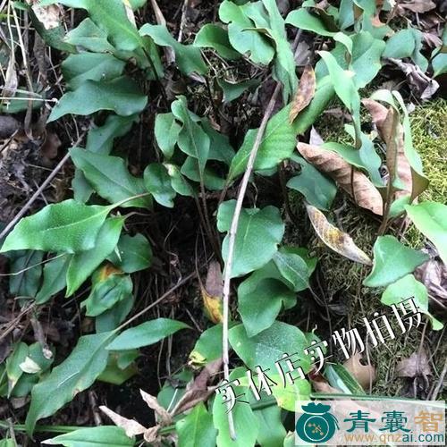 石伤药的性状性味归经以及功效用法和注意事项-青囊智