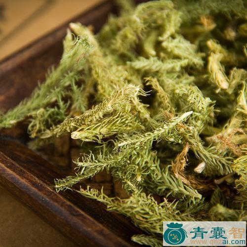 中药材石伸筋图片