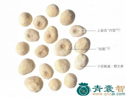 中药材石半夏图片