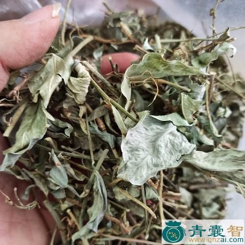 石南的性状性味归经以及功效用法-青囊智