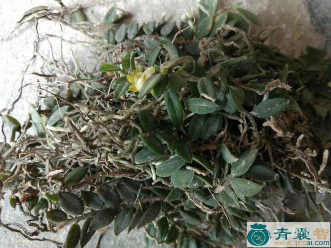 石天荞的性状性味归经以及功效用法-青囊智