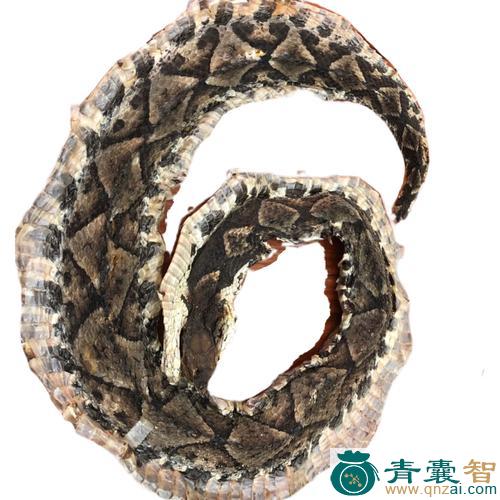 石头蛇的以及功效用法-青囊智