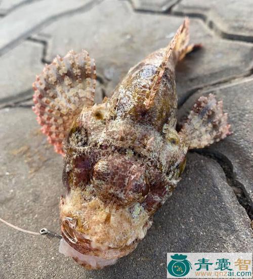 中药材石头鱼图片