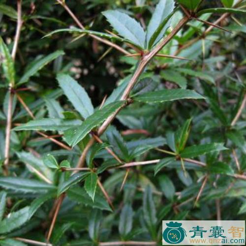 中药材石妹刺图片
