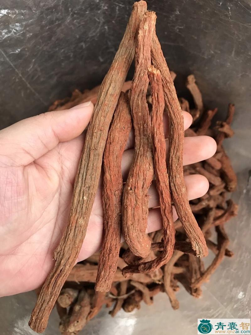 中药材石山丹参图片