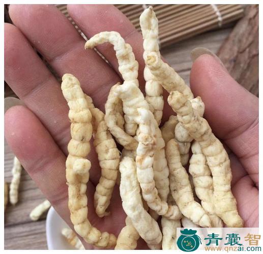 中药材石岩蚕图片