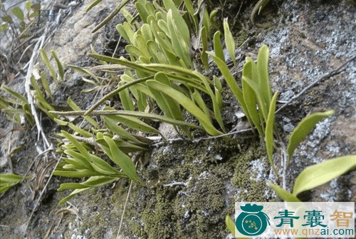 中药材石岩酸饺草图片