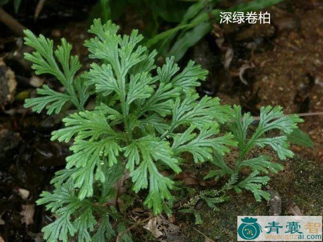 中药材石掌柏图片