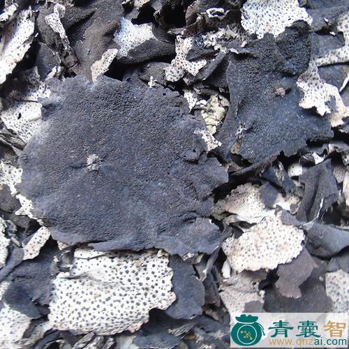 中药材石木耳图片