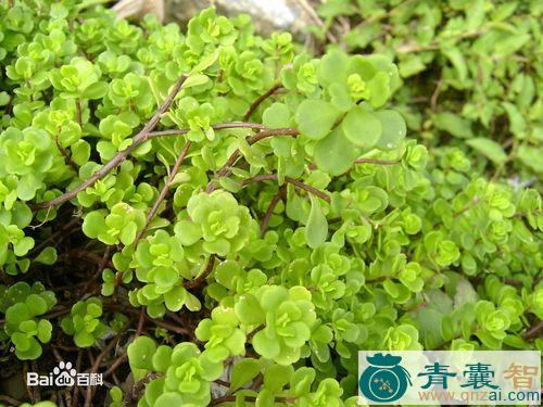 中药材石板肯图片