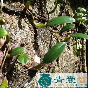 中药材石林珠图片