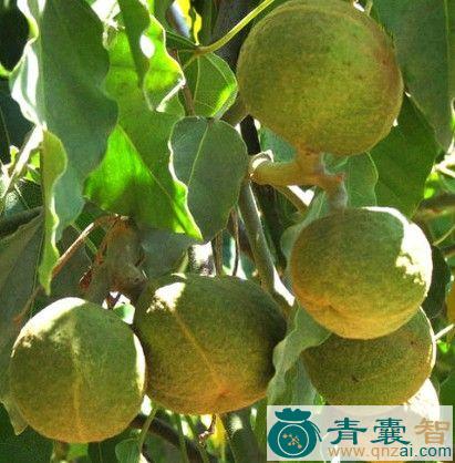 中药材石栗子图片