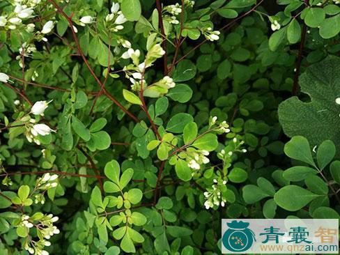 中药材石椒草图片