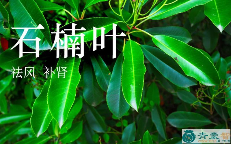 中药材石楠叶图片