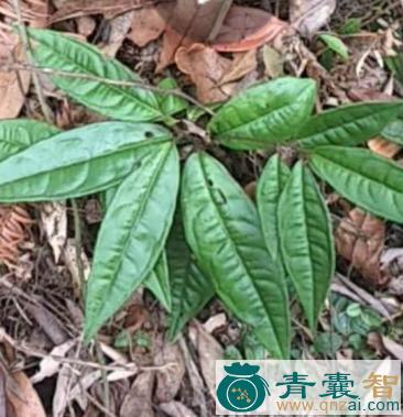 石狮子的性状性味归经以及功效用法-青囊智