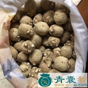 中药材石珠仔图片