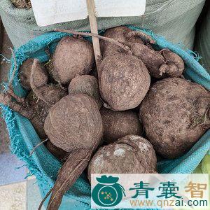 中药材石琴薯图片