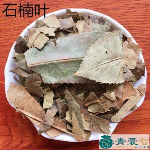 中药材石眼树叶图片
