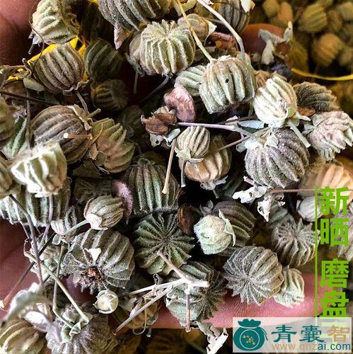 中药材石磨仔图片