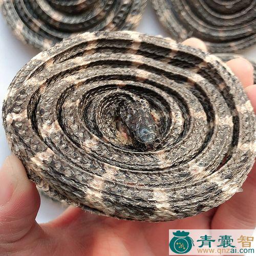 中药材石祈蛇图片