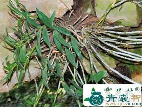 中药材石笋一枝花图片