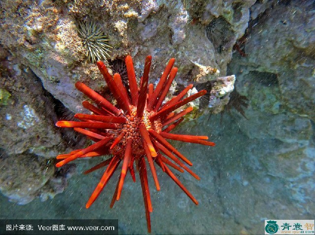 中药材石笔海胆图片