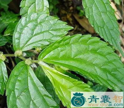 中药材石羊草图片