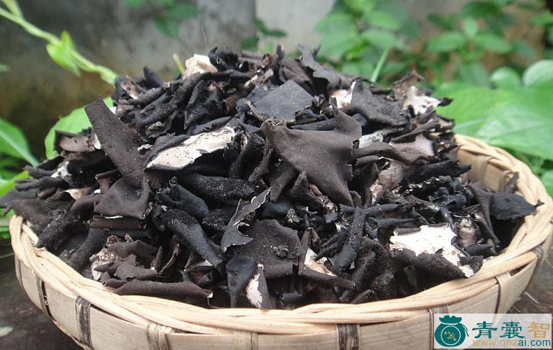 中药材石耳草图片