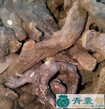 中药材石良姜图片