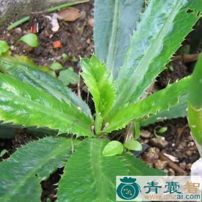 中药材石芫茜图片